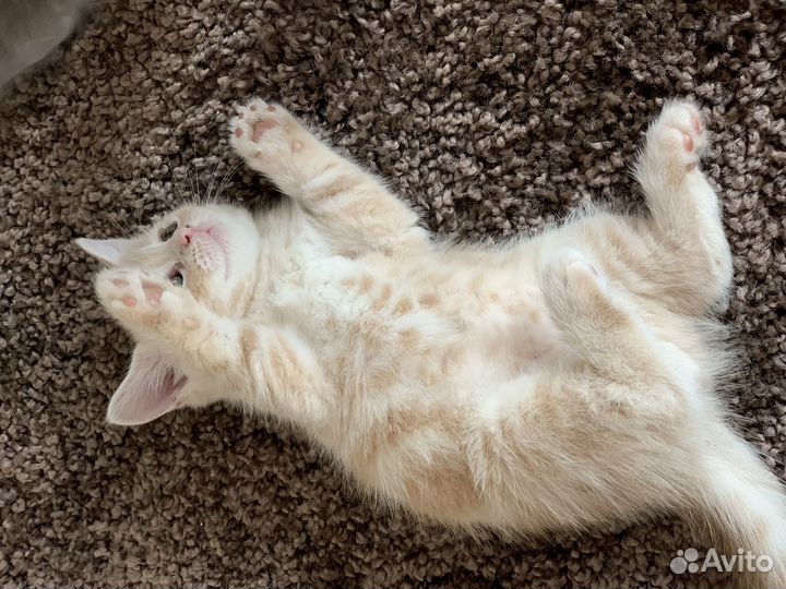 Британские котята