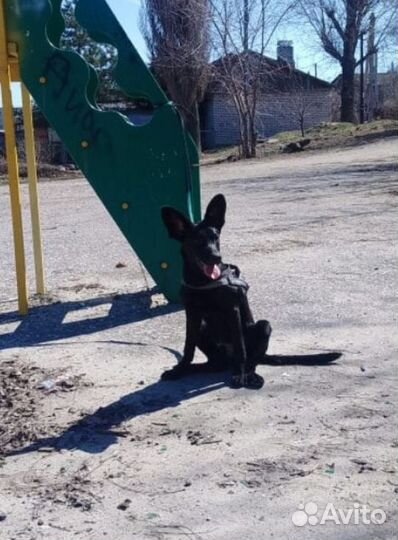 Собака Айрон