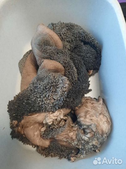 Говядина/курица на корм собакам/кошкам