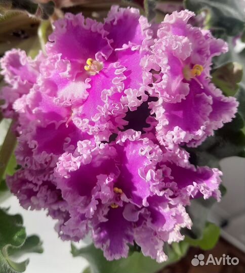 Листик фиалки