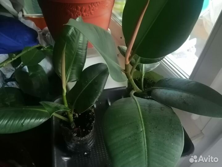 Фикус каучуконосный