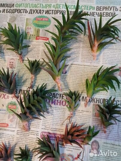 Калла Кордилина Astroloba Сеткреазия Стапелия