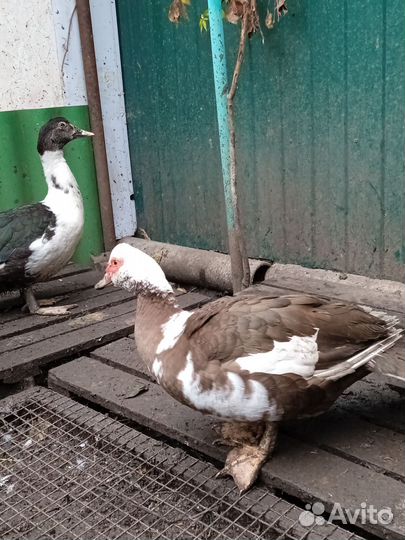 Индоутки и утята