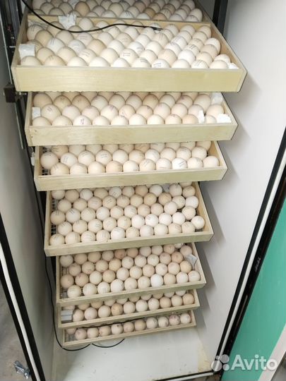 Цыплята бройлеры кобб 500 и рос 308