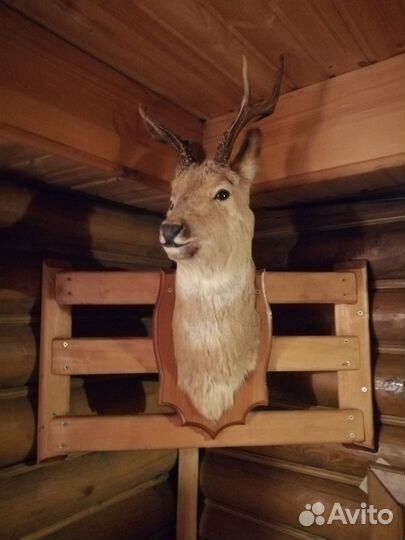 Чучело косули