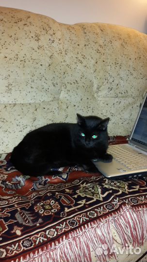 Передержка животных и выгул собак