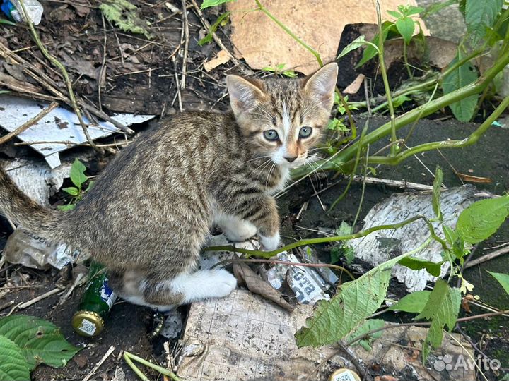 Кошка с котятами в опасности