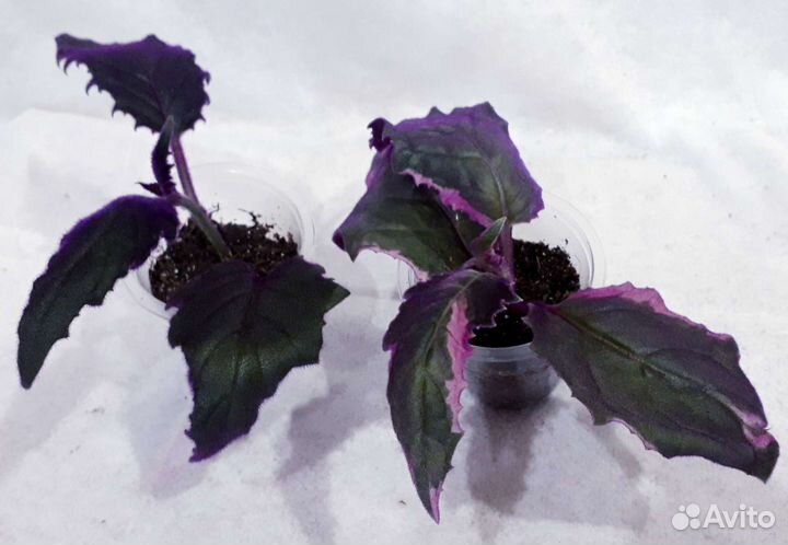 Домашние цветы (часть 2)