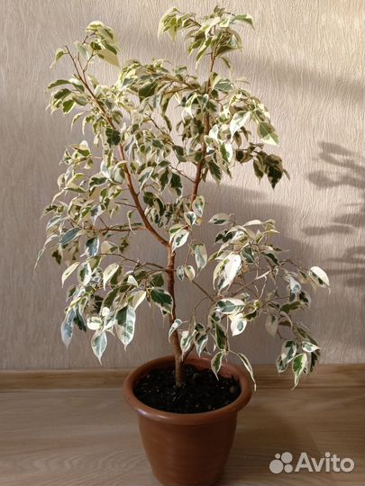 Фикус бенджамина большой