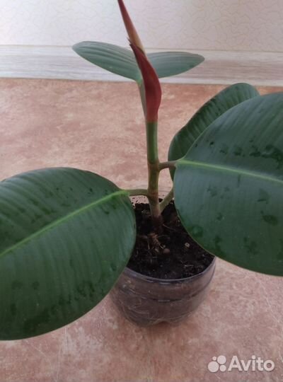 Фикус Робуста