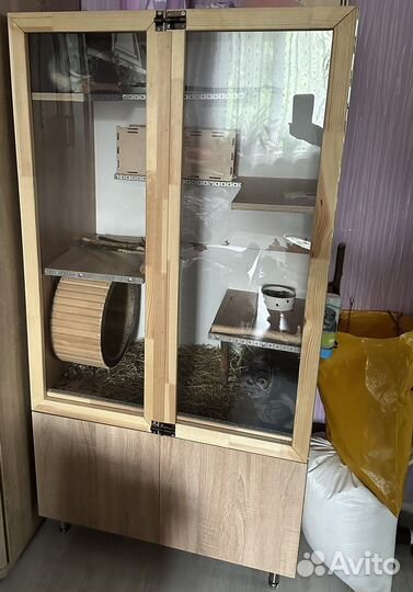 Шиншиллы с витриной