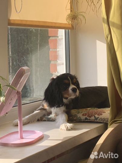 Кавалер кинг чарльз спаниель