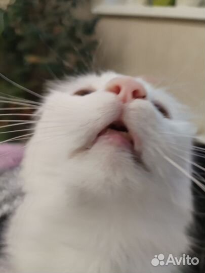 Не очень умный кот
