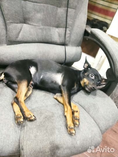 Цвергпинчер