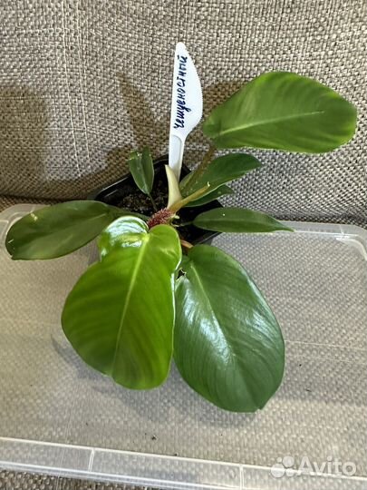 Филодендрон Чешуеносный