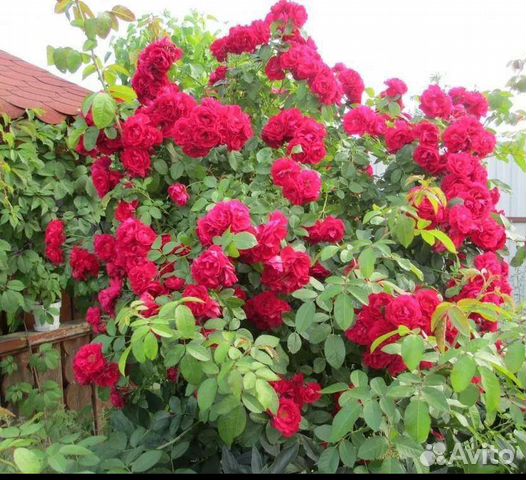 Роза плетистая Фламентанц