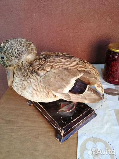 Чучело утки. СССР