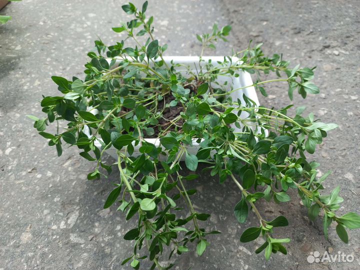 Чабрец(тимьян)