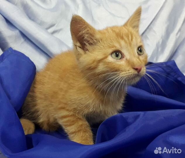Котик 2 месяца