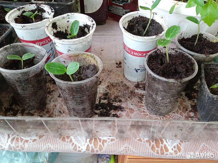 Рассада огурцов