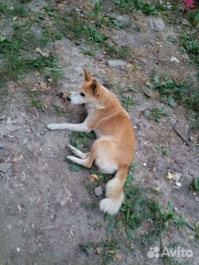 Ищу подружку для вязки