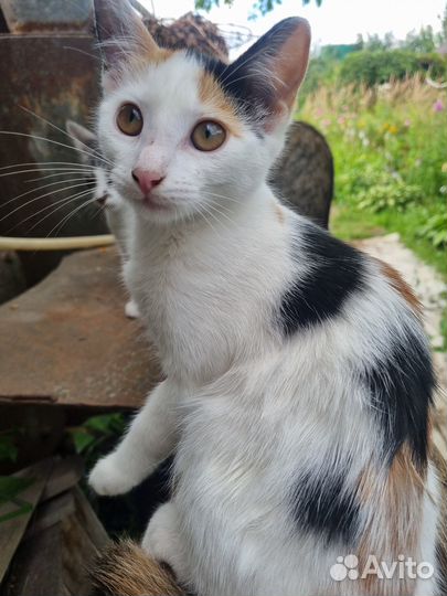 Наши новые котятки приносящие удачу)