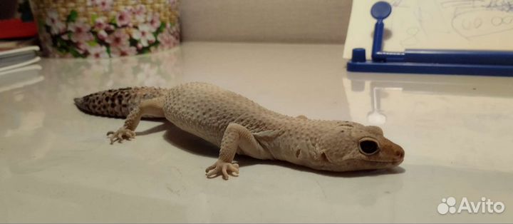 Геккон эублефар