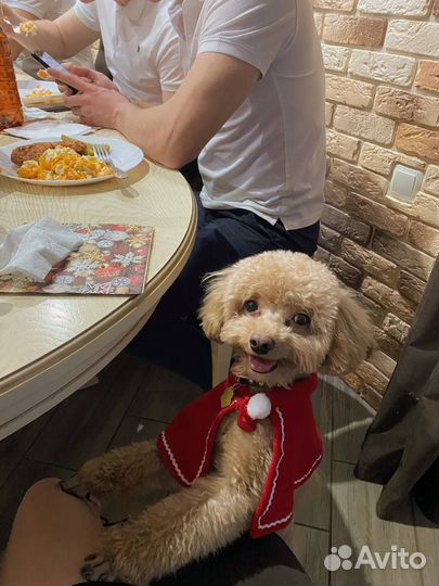 Кабель для вязки Той-пудель