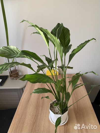 Спатифиллум