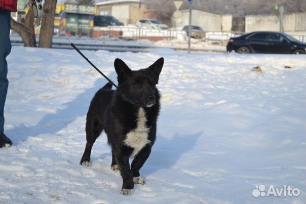 Маленькие собаки ищут дом