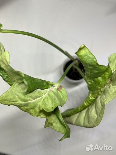 Сингониум Милк конфетти