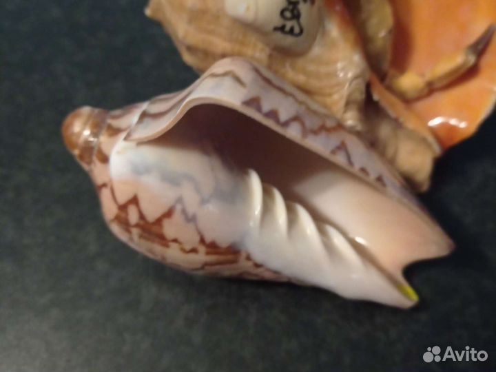 Набор ракушек