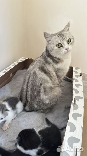 Белая кошка бесплатно