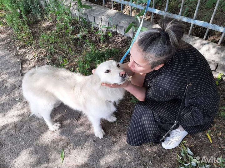 Жизненно необходима передержка, или дом