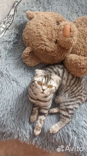 Шатланская вислоухая