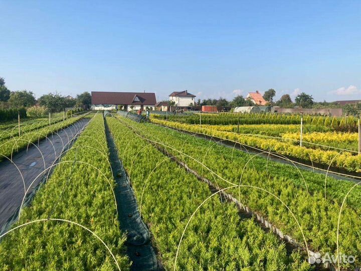 Рассада туи смарагд в касетах и п9