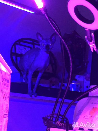 Канадский сфинкс кошка