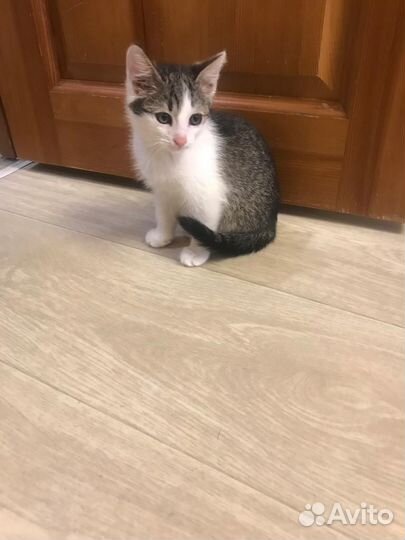 Кошка
