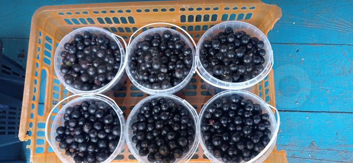 Участок 18 сот. (СНТ, ДНП)