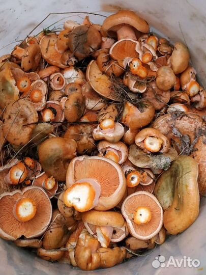 Грибы рыжики свежие