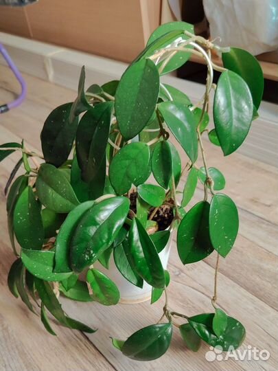 Хойя карноза