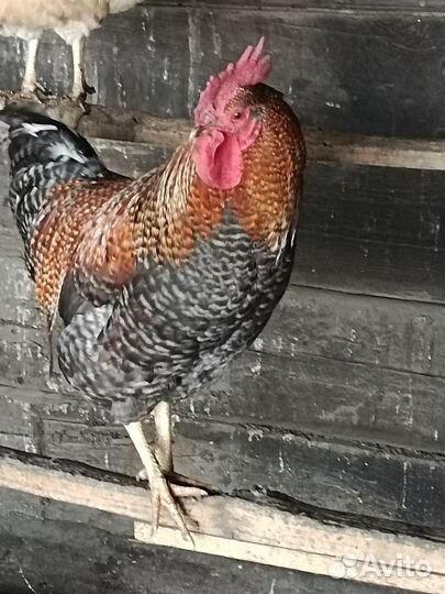 Молодые петухи