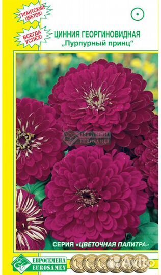 Циния георгиновая и кактусовидная