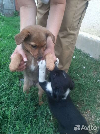 Собаки бесплатно в добрые руки щенки