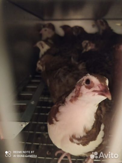 Несушки селадон, самцы, бирюзовое инк.яйцо