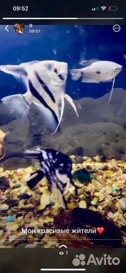 Аквариумные рыбки