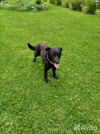 Собака в добрые руки отдам бесплатно