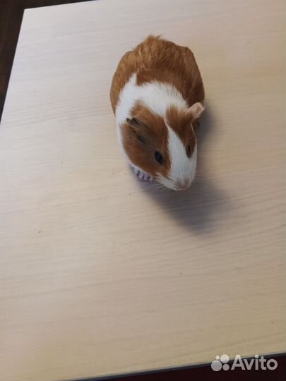 Морские свинки