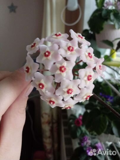 Хойя карноза (обмен)