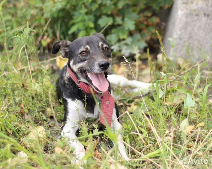 В добрые руки общительный молодой пёс Никос